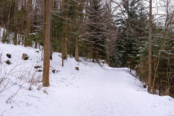 Inverno Vista Innevata Del Sentiero Forestale — Foto Stock
