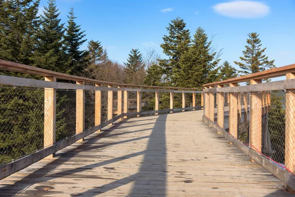 Houten Pad Van Uitkijktoren Van Boomtop Temidden Van Bomen Bij — Stockfoto