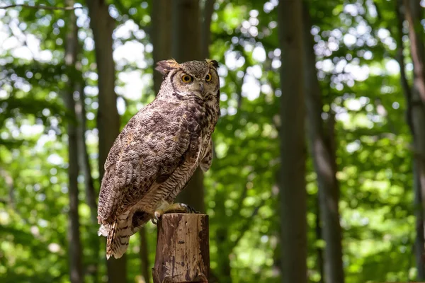 Great Horned Owl Bubo Virginianus Also Known Tiger Owl Sitting — Stock Photo, Image