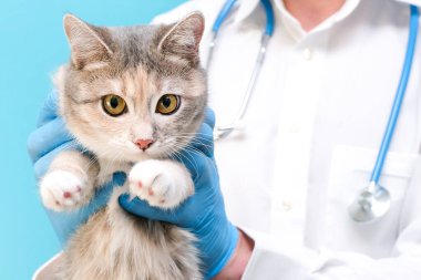 Kedinin veteriner muayenesi. Veterinerde kedi yavrusu. Hayvan kliniği. Hayvan kontrolü ve aşılama. Sağlık hizmetleri. mavi arkaplanda