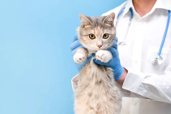 Examen Veterinario Del Gato Gatito Veterinario Clínica Animal Control Mascotas Fotos De Stock Sin Royalties Gratis