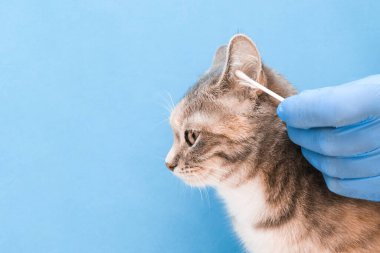 Veteriner kliniği. Kulak çubuğuyla kedinin kulaklarını temizliyorum. Mavi arka planda tek kullanımlık eldivenli veteriner.