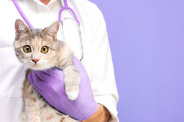 Kedinin veteriner muayenesi. Veterinerde kedi yavrusu. Hayvan kliniği. Hayvan kontrolü ve aşılama. Sağlık hizmetleri. Mor bir arka planda. Boşluğu kopyala
