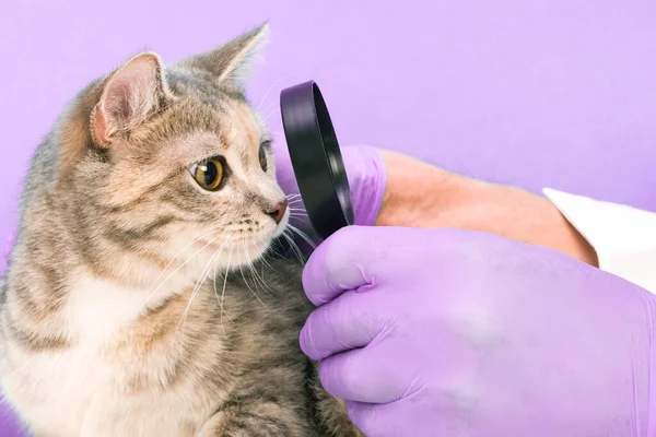 Veterinario Mira Los Ojos Los Gatos Través Una Lupa Clínica Imagen De Stock