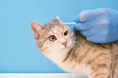 Veteriner kliniği. Kulak çubuğuyla kedinin kulaklarını temizliyorum. Mavi arka planda tek kullanımlık eldivenli veteriner.