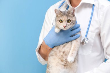 Kedinin veteriner muayenesi. Veterinerde kedi yavrusu. Hayvan kliniği. Hayvan kontrolü ve aşılama. Sağlık hizmetleri. Mavi bir arka planda. Boşluğu kopyala