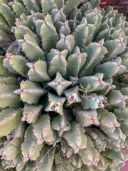 Tepeden görünen birçok dalı olan bir kaktüs.