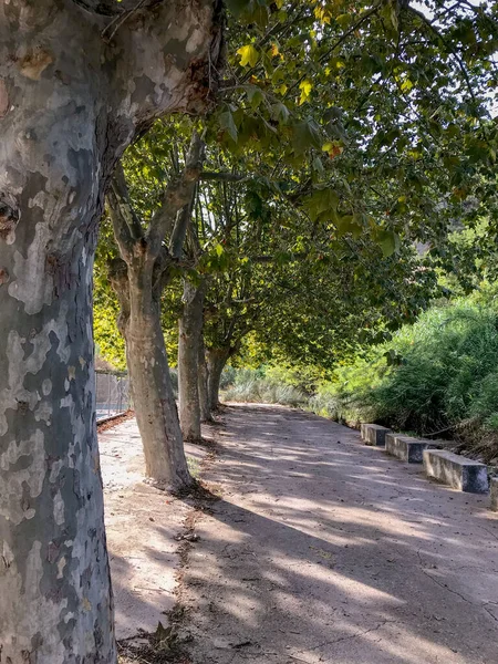 Árvores Grandes Que Sombreiam Parador Que Está Lado Rio — Fotografia de Stock