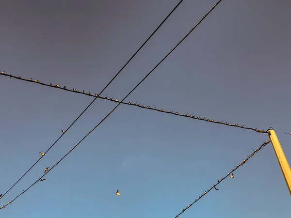 Grote Menigte Zwaluwen Kabels Vliegende Ove — Stockfoto