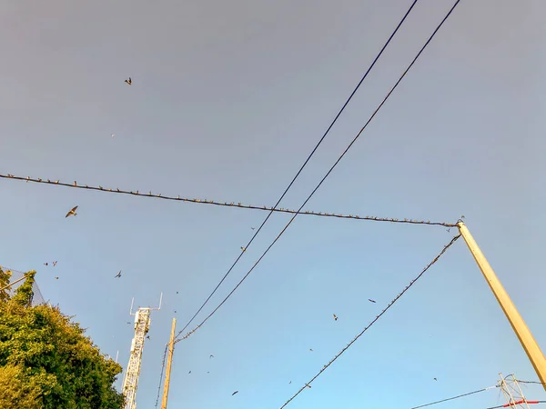 Große Schwalben Die Auf Den Kabeln Hocken Und Fliegen — Stockfoto