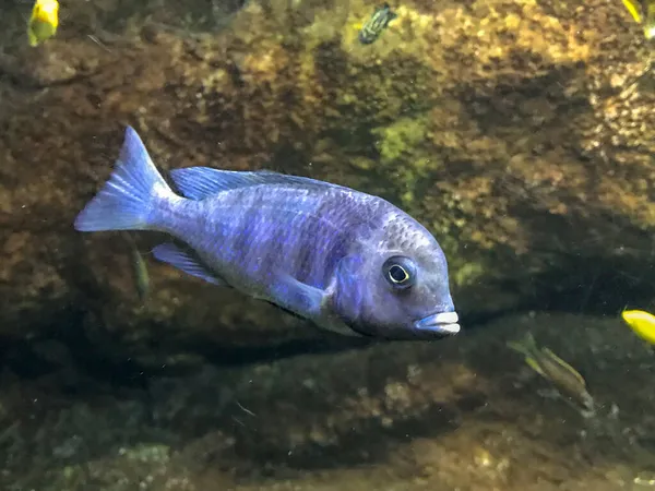 Тропічна Риба Плаває Акваріумі — стокове фото