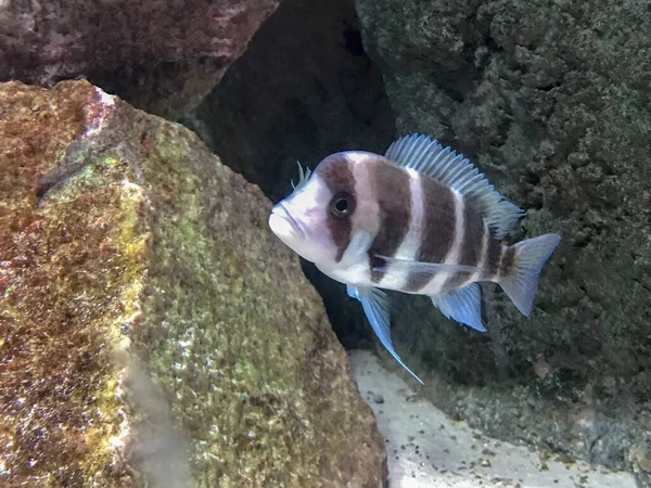 熱帯魚が水族館で泳いでいて — ストック写真