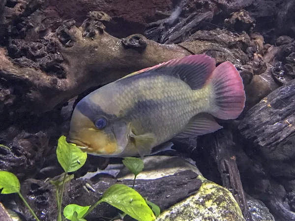 Peixes Tropicais Nadando Aquário — Fotografia de Stock