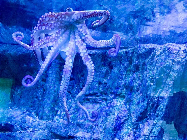 ahtapot bir akvaryumun camına yapışmış.