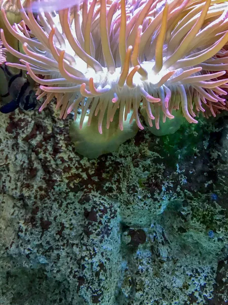 Anemone Auf Stein Aquarium — Stockfoto