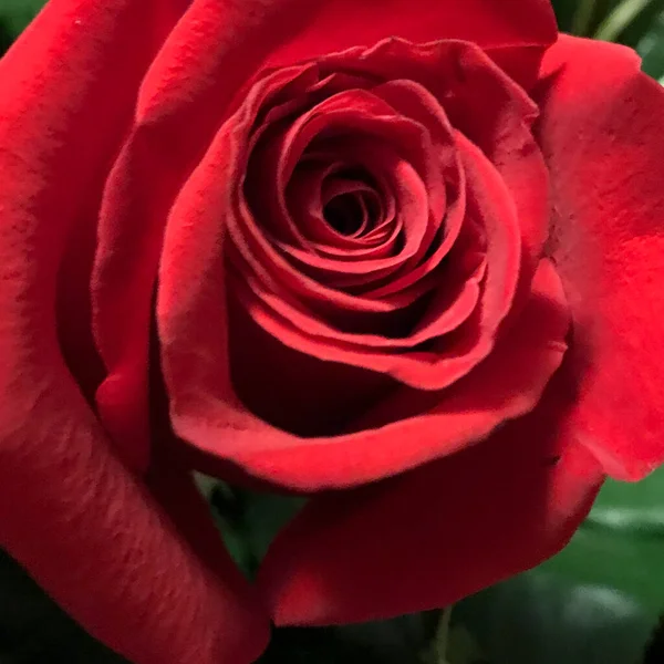 Yeşil yapraklı bir kırmızı gül.