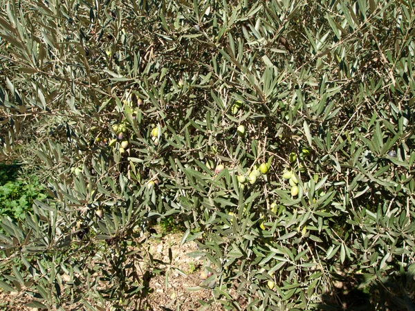 Meyveleri toplamaya hazır zeytin ağacı