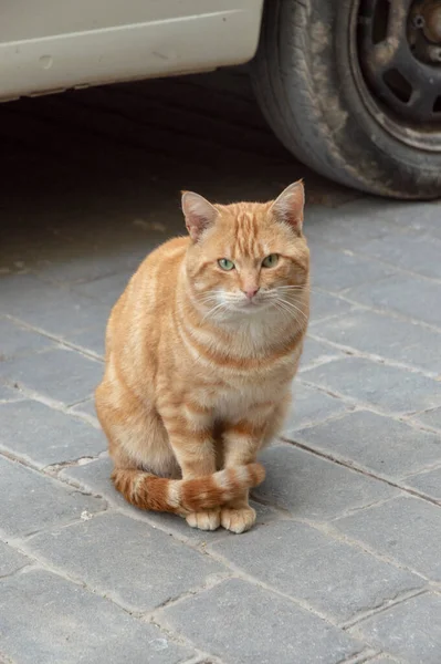 Evcil kedi sokağın ortasında kameraya poz veriyor.