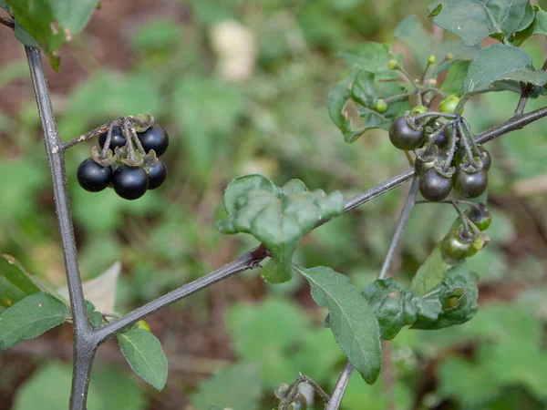 Böğürtlenli yeşil yapraklı bitki