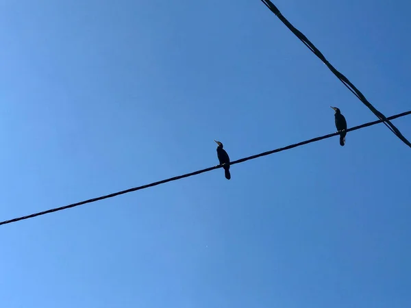 Two Cormorants Perched Electric Cables — Fotografia de Stock