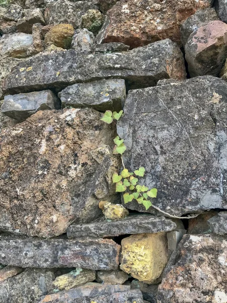 creeper plant climbing between the stones of the wall