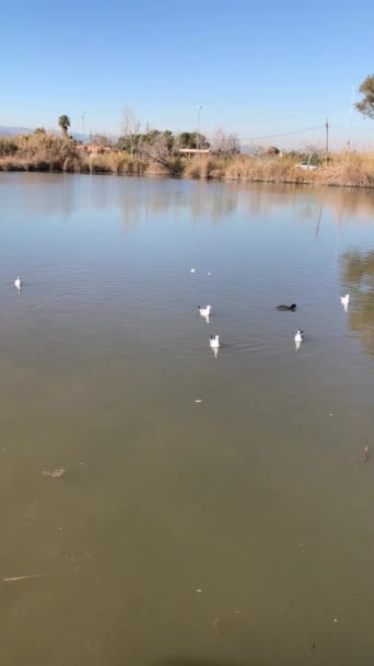Πάπιες Κολύμβηση Στη Λίμνη Του Πάρκου — Αρχείο Βίντεο