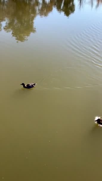 Πουλιά Που Κολυμπούν Στο Νερό Της Λίμνης Ανάμεσα Στη Βλάστηση — Αρχείο Βίντεο