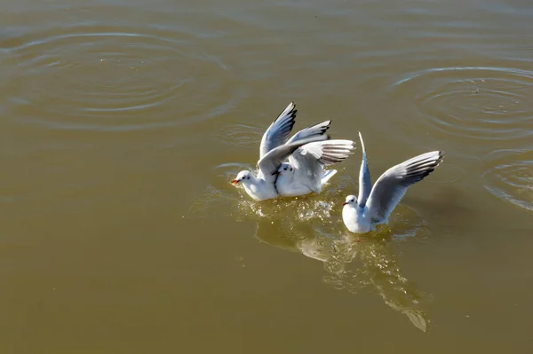 Martılar Doğal Alandaki Göletin Sularında Yiyecek Için Kürek Çekiyorlar — Stok fotoğraf