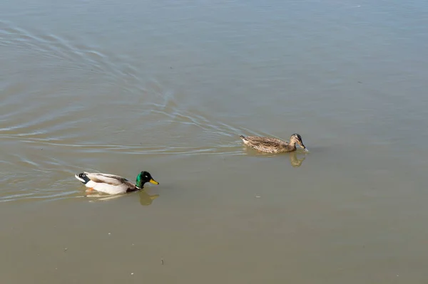 Vahşi ördekler doğanın gölünde yüzüyor.