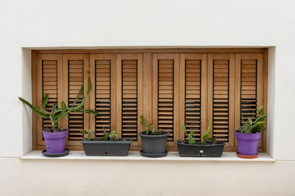 Marisa kapları ve dekoratif bitkilerle kahverengi alüminyum dış pencere