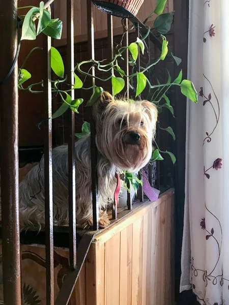 York Shire Dog Peering Intently Staircase Railing — 스톡 사진