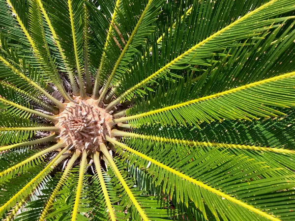 Yukarıdan çekilmiş bir palmiye ağacının merkez kısmının ayrıntıları, zenital görünüm
