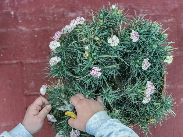 Bir kadının elinin açık havada yeşil bir bitkiyi budaması, kavramsal fotoğrafçılık.