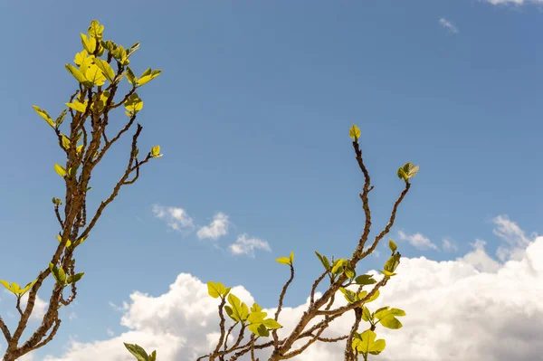 Green Fig Shoots Blue Sky Background Sunny Day — Fotografia de Stock