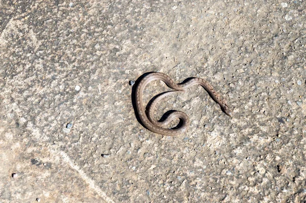 Bain Soleil Serpent Sur Asphalte Chaud Par Une Journée Ensoleillée — Photo