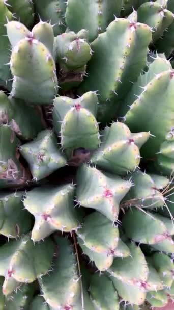 Detail Leafy Cactus Open Air — Stockvideo