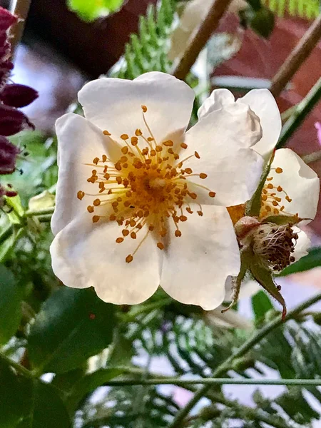 Nahaufnahme Einer Blume Mit Weißen Blütenblättern — Stockfoto