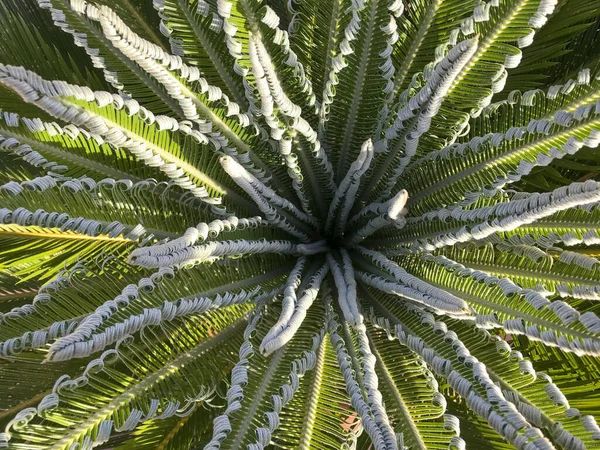 Bir palmiye ağacının yeni doğan yapraklarının zenital görüntüsü