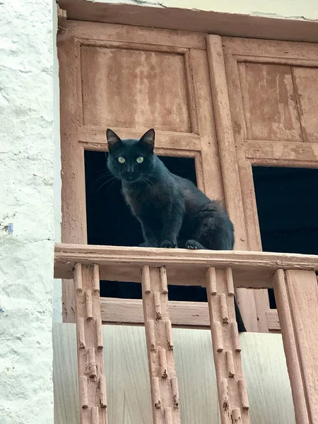 Pencereden sarkan siyah kedi ahşap parmaklıklarla