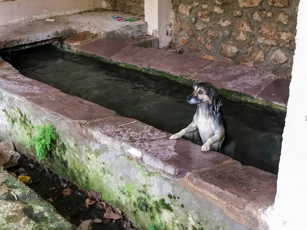 Portrait Dog Taking Bath Old Washing Places Village — стоковое фото