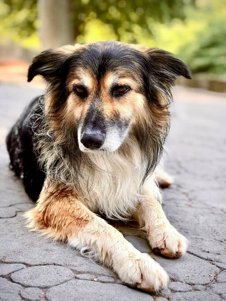 Odaklanamadığı yeşil bir arka planı olan bir köpeğin portresi.