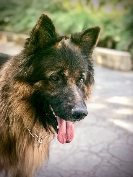 Close Portrait Male German Shepherd Dog — Zdjęcie stockowe