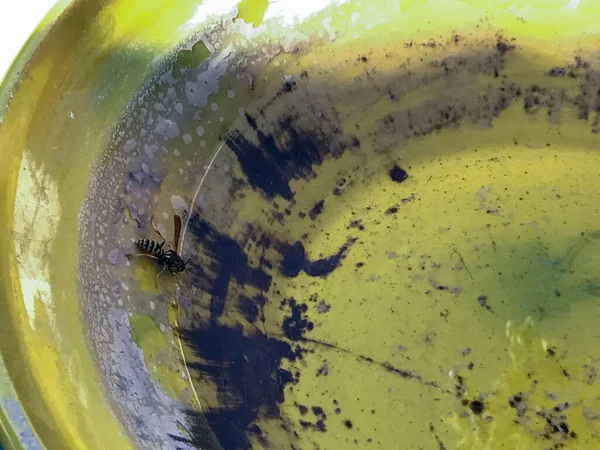 Wasp Drinking Water Ceramic Bowl — Photo