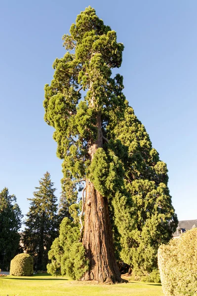 Grande Sequoia Centro Jardim Livre Sob Ele Cobertor Grama Verde — Fotografia de Stock