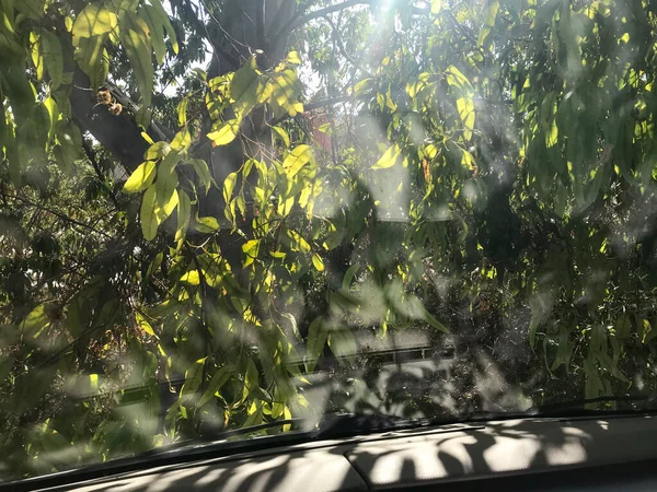 Зелене Листя Евкаліптових Дерев Видно Світлі Зсередини Транспортного Засобу — стокове фото