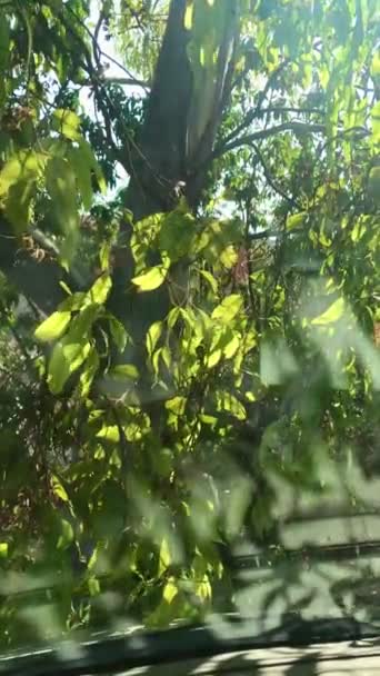 Πράσινα Φύλλα Ευκαλύπτου Ενάντια Στο Φως Φώτα Και Τις Σκιές — Αρχείο Βίντεο