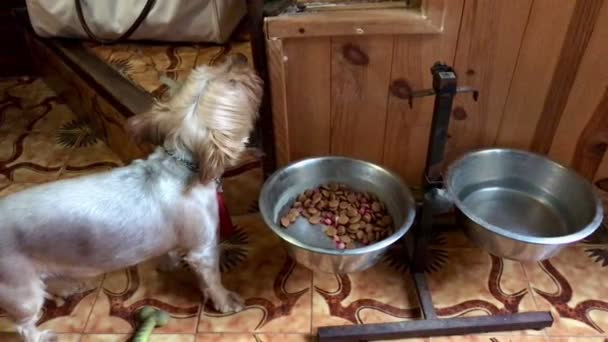 Rasowy Pies York Shire Jedzący Paszę Misce Stali Nierdzewnej — Wideo stockowe