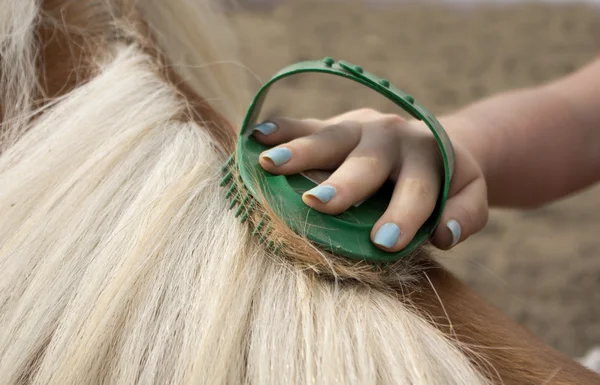 Horse grooming — Stock Photo, Image