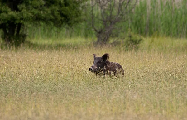 Cinghiale — Foto Stock