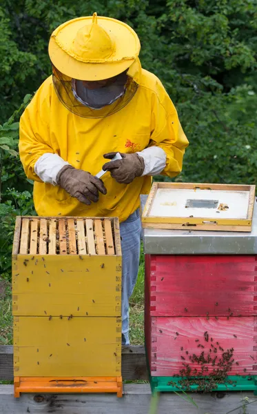 養蜂家は — ストック写真